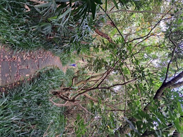 小百岳集起來大崙頭尾山親山步道3127361