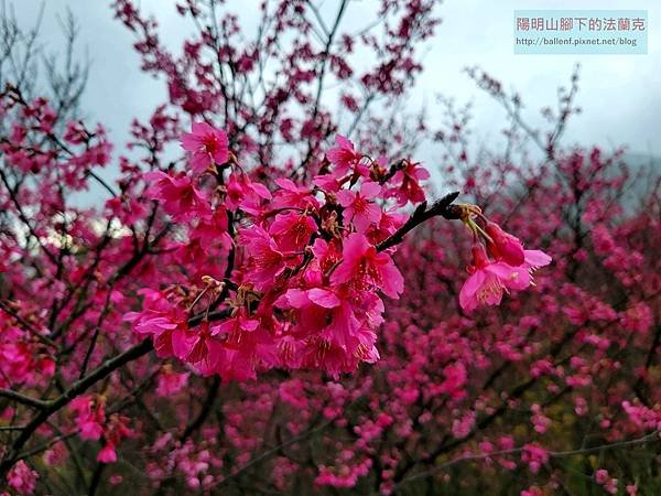 【台北市】半嶺步道-大埔農場-鼎筆橋步道-十八份水圳步道 賞櫻