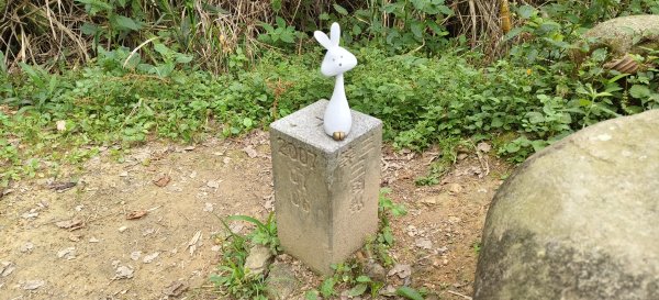 2026/05/24_大崎棟古道O型3066864