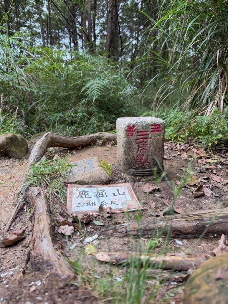 鹿屈山-杉林溪賞花趣2816486