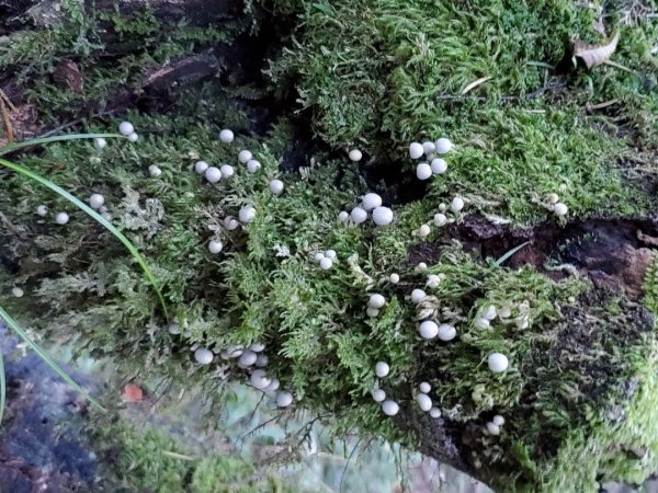 中橫大辣－屏風山1507809