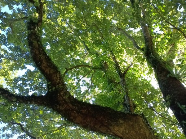 汐止區白雲古道+白雲寺O型2911969