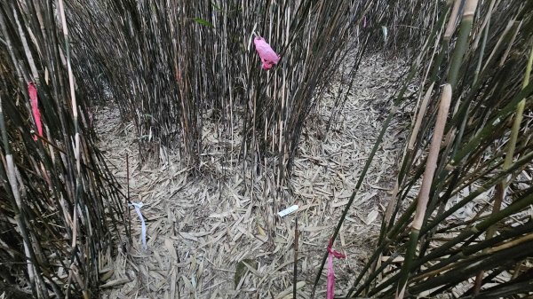 20250917七星山北北峰上北峰-主峰-南峰-摘星峰+紗帽山南峰2889385