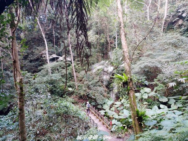 【新竹竹東】五指山登山步道3004828