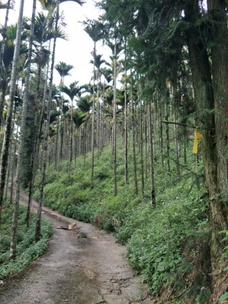 逐鹿古道&雨社山1465938