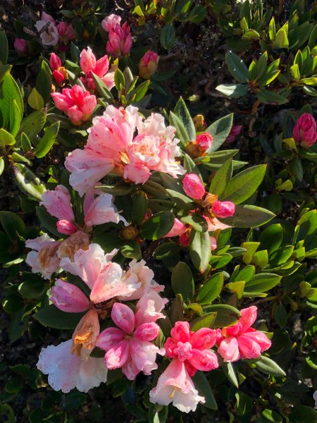 202505八大秀2874059