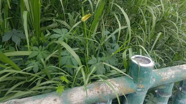 內樹尾、田中**山2708948