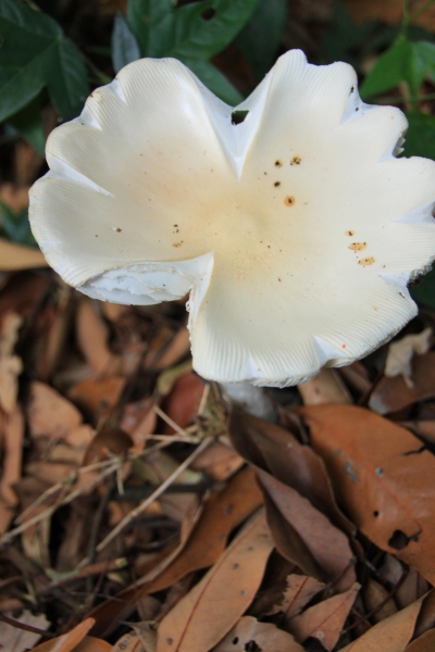 霧峰奧山賞桐花38628