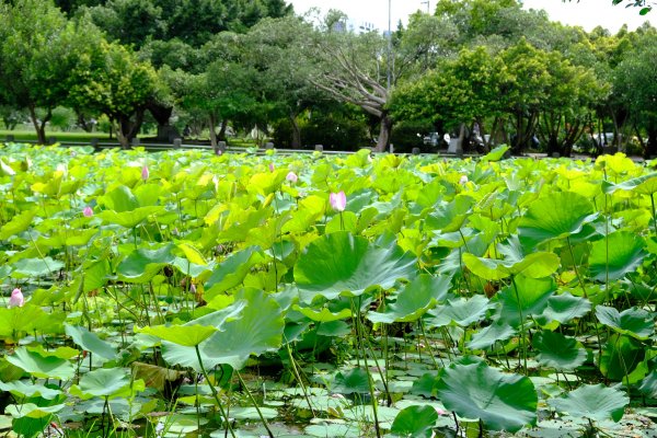 【賞花】夏荷驕陽舞河濱 三重荷花公園荷花漸開