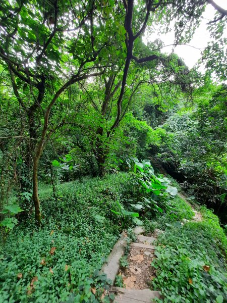 《彰化》桃源里森林步道、龍鳳谷森林步道1047513