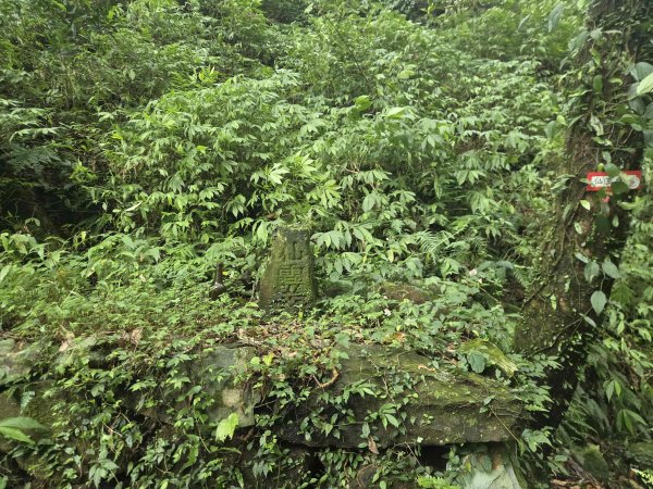 20260827圓柳古道-茄苳坑採金古道3114755