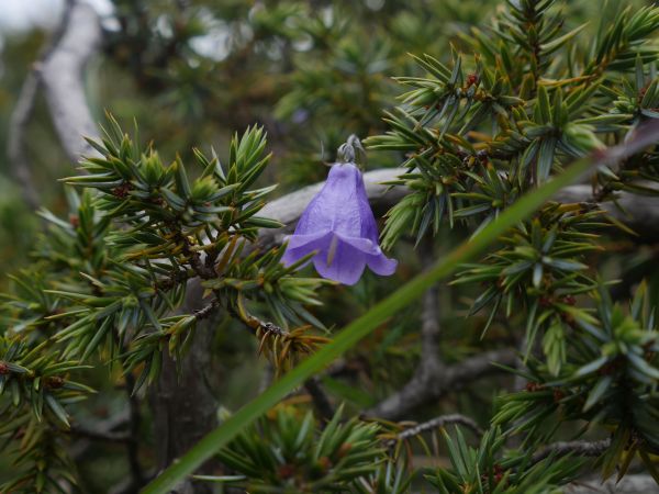 合歡北峰、合歡西峰151097