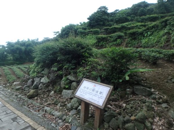 1070614茶山步道3099462