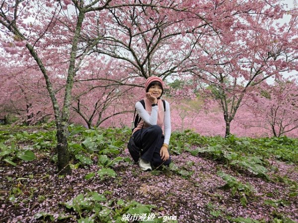 【台中和平】2026福壽山農場千櫻園賞櫻季3010677