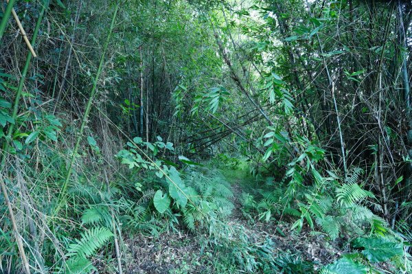 新竹 竹東 柯子湖山、尖山2613897