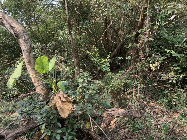 20250404屏東北獅子頭山-霧里乙山2757407