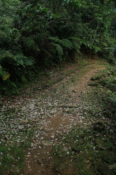 花蓮．佐倉 撒固兒步道2023/04/292164662