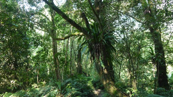 松蘿湖單攻登山健行趣（步道）1522170