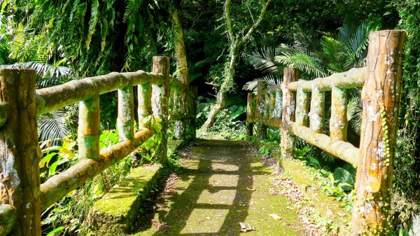 平菁街櫻花2697250