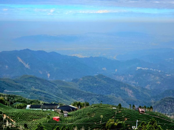 大崙山銀杏森林2966089