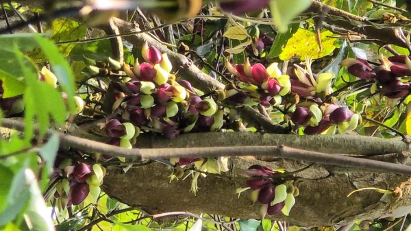 台中大坑頭嵙山（大冠鷲／木蜂／五色鳥／血藤花／鳳凰花）2756694