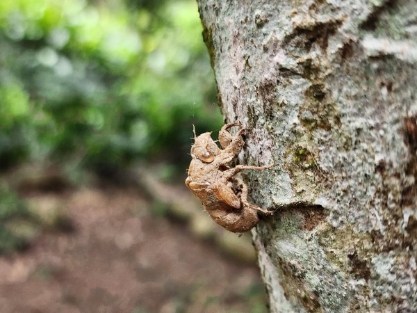 小百岳No.15⛰大棟山(龜崙山)2849765
