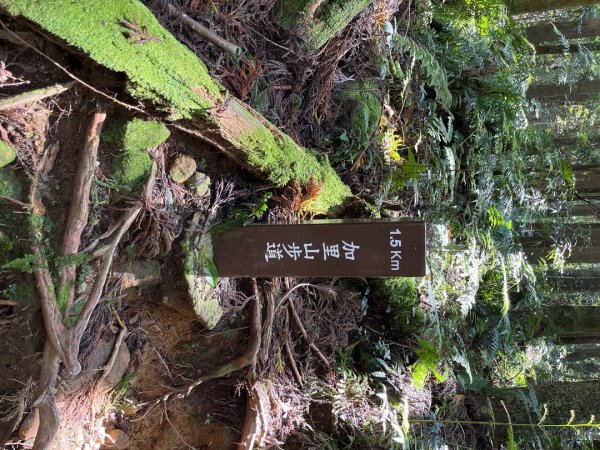 20220917_加里山（苗栗小百岳）2762195