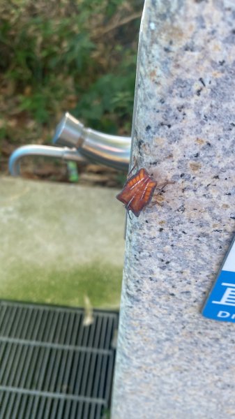 【四獸山 Short】虎豹象先行！獅山封閉中，等新步道開箱再相見2888824