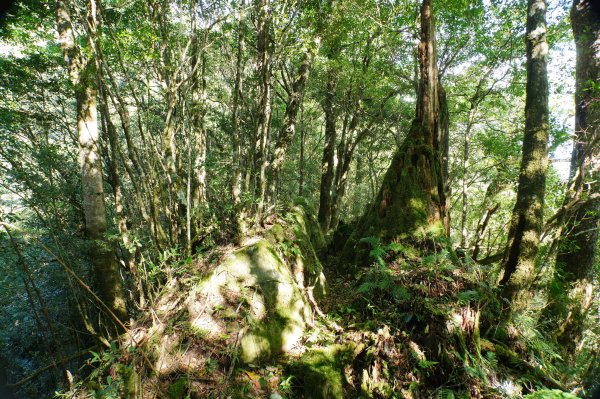 桃園 復興 把家灣山、低陸山2865348