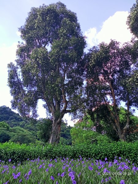 碧湖公園、碧湖步道、新福本坑、大溝溪生態治水園區+大港墘公園【全國登山日踏查】2296719