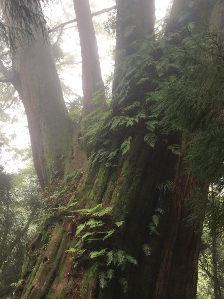 觀霧檜山巨木森林步道171772
