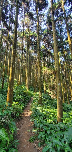 2023-03-18向天湖山步道2076614