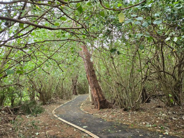 竹南海濱森林步道2640664