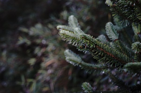 花蓮秀林鄉 奇萊主北 (成功山屋撤退篇)1052761