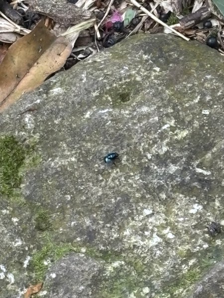 陽明山東西大縱走-西段3016186