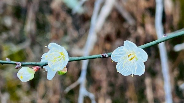 🌈1/4(日)來趣梅嶺~竹子尖山-獵鷹尖-一線天~梅子雞風味餐✨FB：熊熊趴爬走🌈2976816