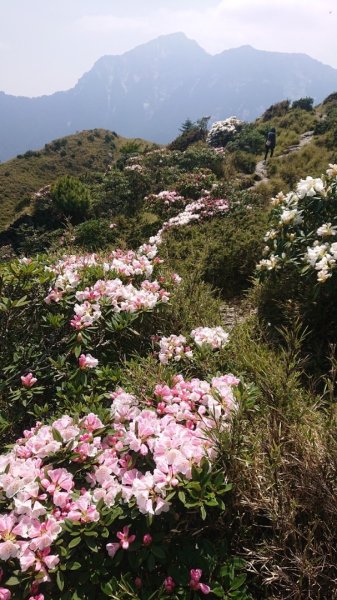 合歡東峰、小奇萊賞玉山杜鵑2542730