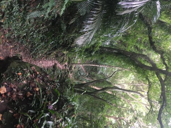 鳶山三連峰O繞一圈（三峽老街祭五臟廟 #鳶山 #鳶山東峰 #鳶尾山 #鳶山岩 #三峽老街2683238