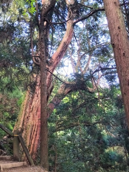 檜山巨木群步道2250298