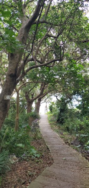 2024-06-15觀音山【福隆山、尖山(占山)登山步道】O走2528221