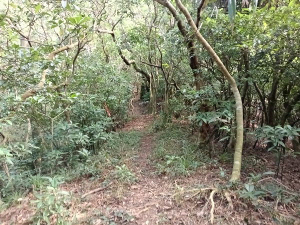 貢寮區新厝山+澳底尖(火炎山)+美艷山+金沙灣2989679