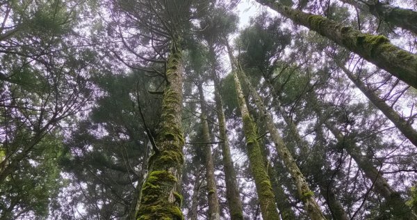 【中級山】宜蘭小百岳，三星山3131438