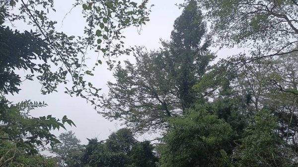 20251010 大雪山國家森林遊樂區 - 船型山林道 登 烏石坑山2911049