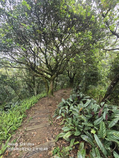 2026-03-21微笑山線：【鳶山山系】鳶山彩壁段3020477