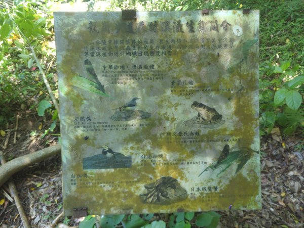 2026.08.29－龍崗步道&槓子寮砲台3114342
