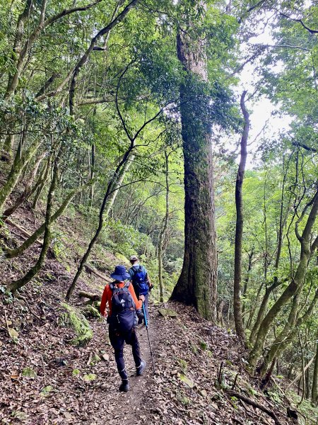 紅毛山、無名山、大斜壁、大坪山、大坪林道O型走  2022/8/231817932