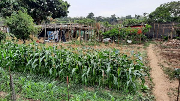 《南投》河岸賞鳥｜竹山下坪步道及自然教育園區O繞202302252042156