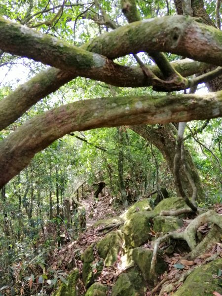 地震後的自然遺跡#47小百岳~九份二山749739