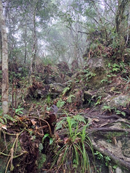 砂卡礑二日行D1：得卡倫步道→大禮部落→砂卡礑林道→立霧山→大同部落202312022368270