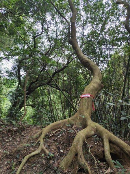 2024.04.14 倒別牛登中坑山飛鳳山O型2922822